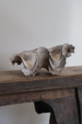 Natural Clam Shell