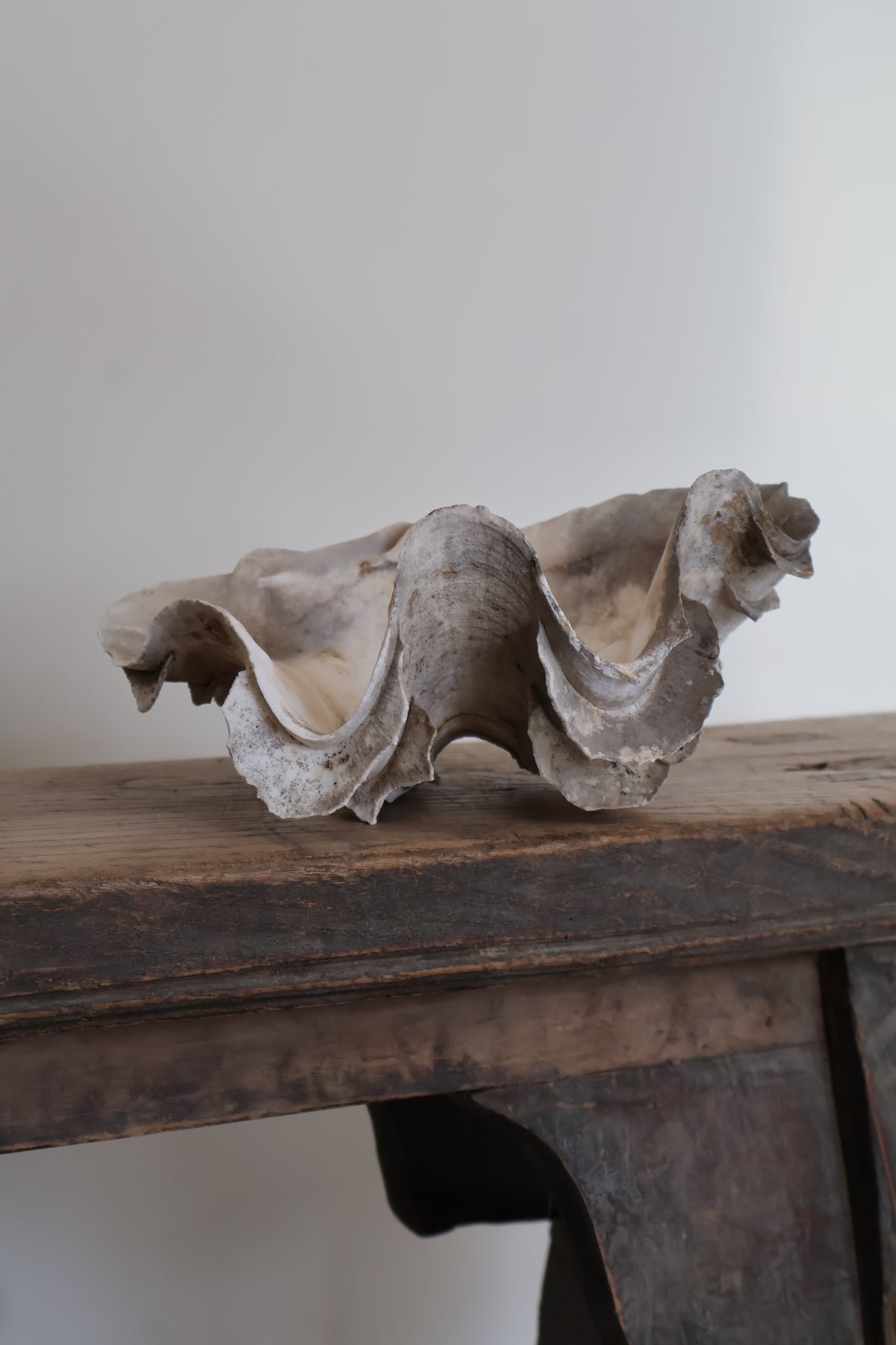 Natural Clam Shell