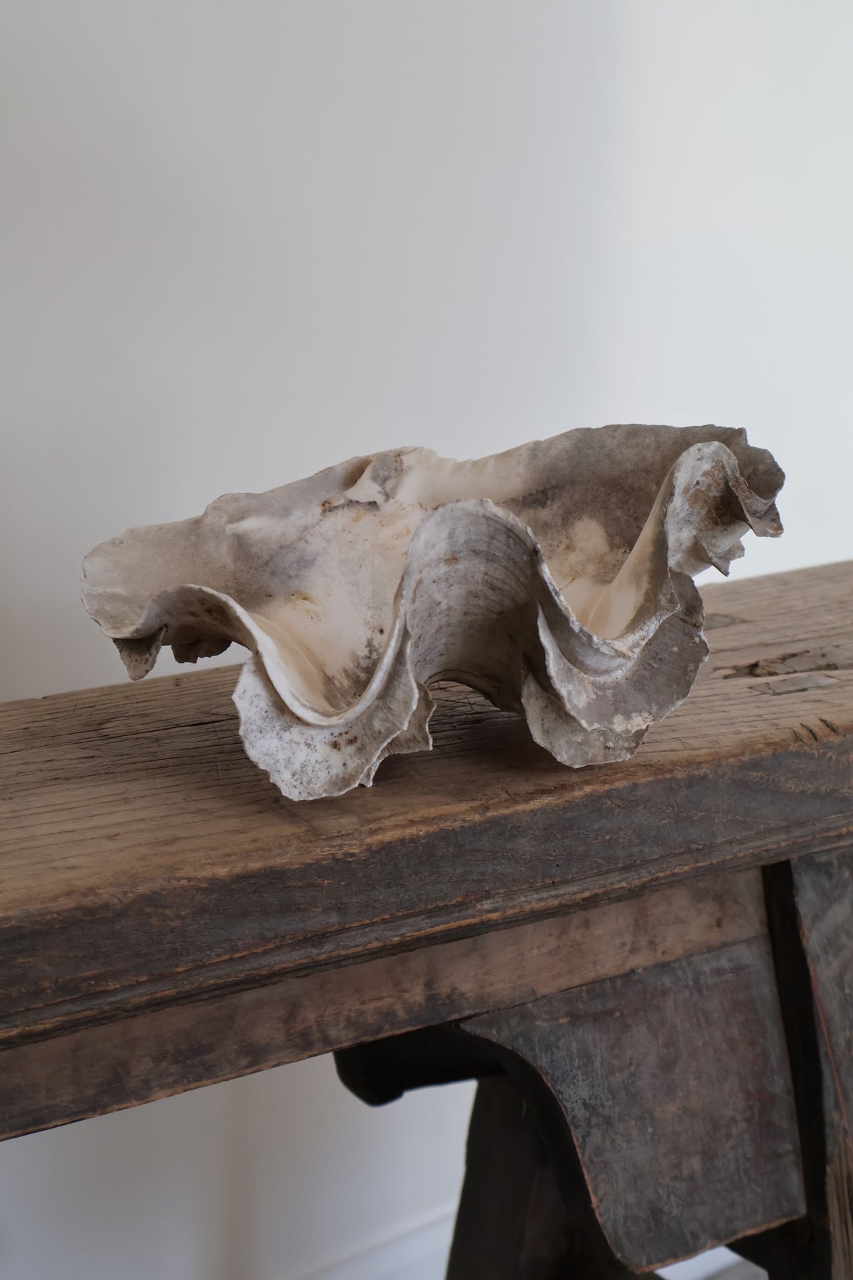 Natural Clam Shell
