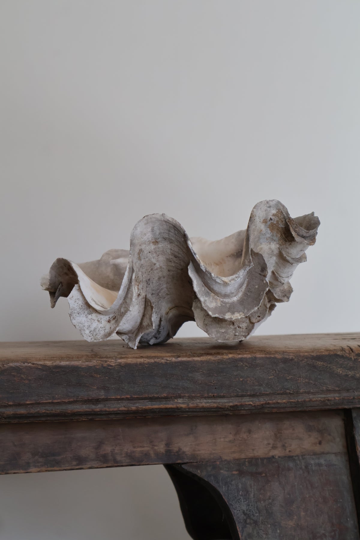 Natural Clam Shell