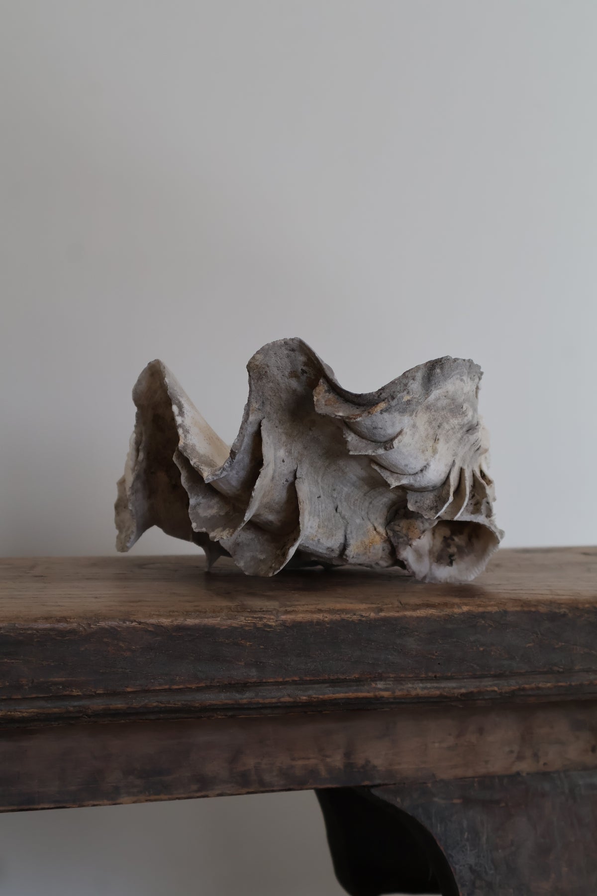 Natural Clam Shell