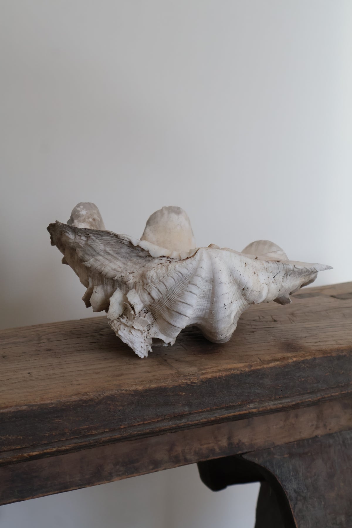 Natural Clam Shell