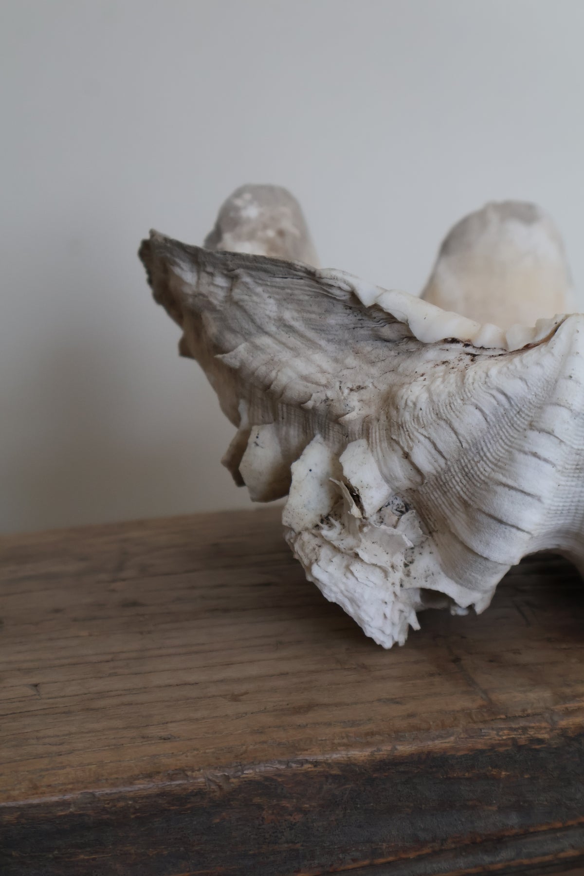 Natural Clam Shell