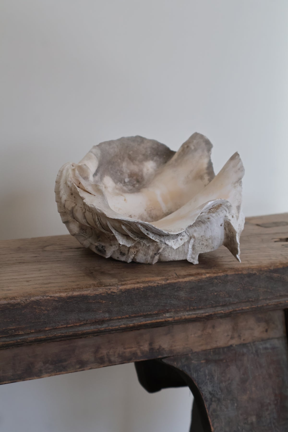 Natural Clam Shell