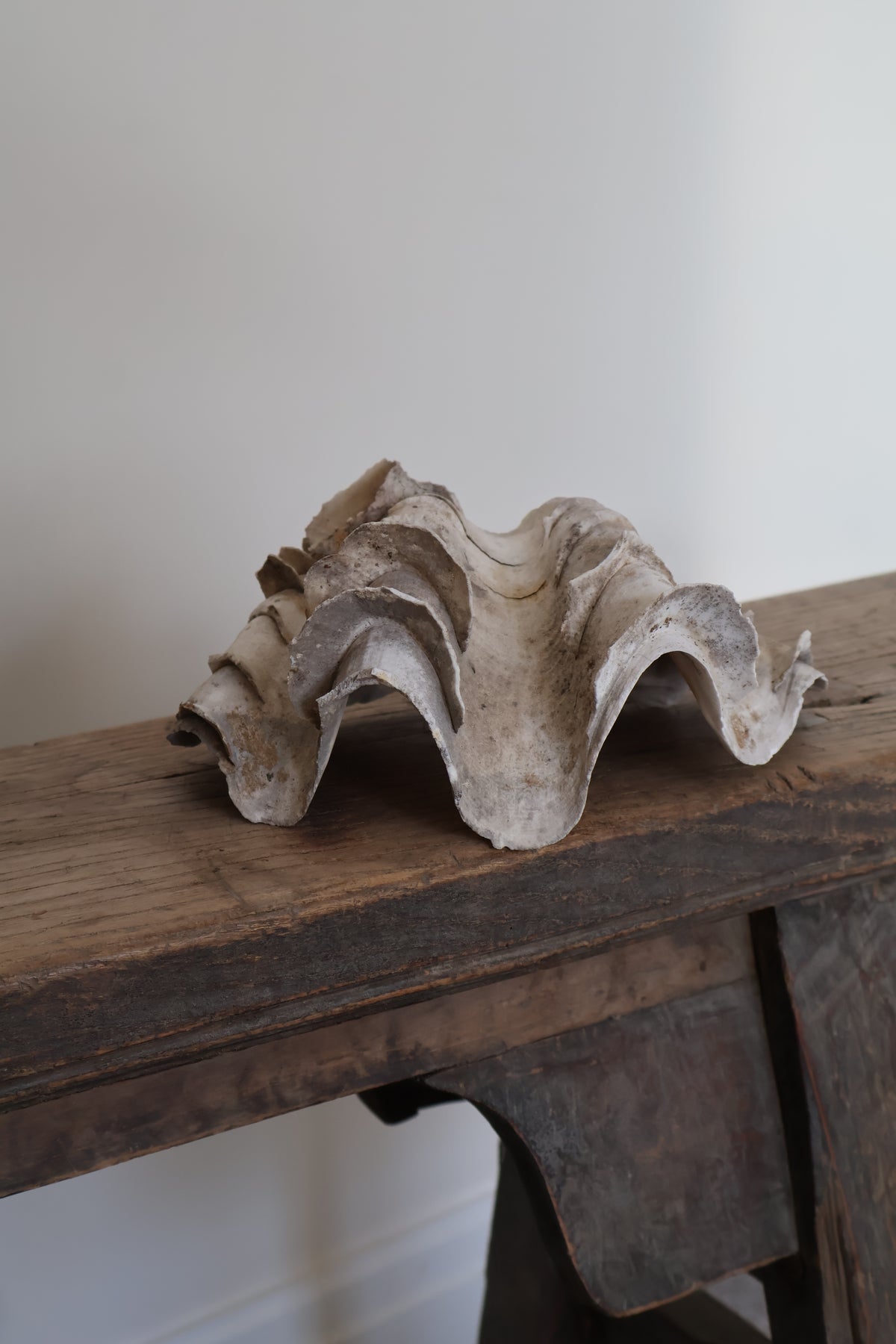Natural Clam Shell