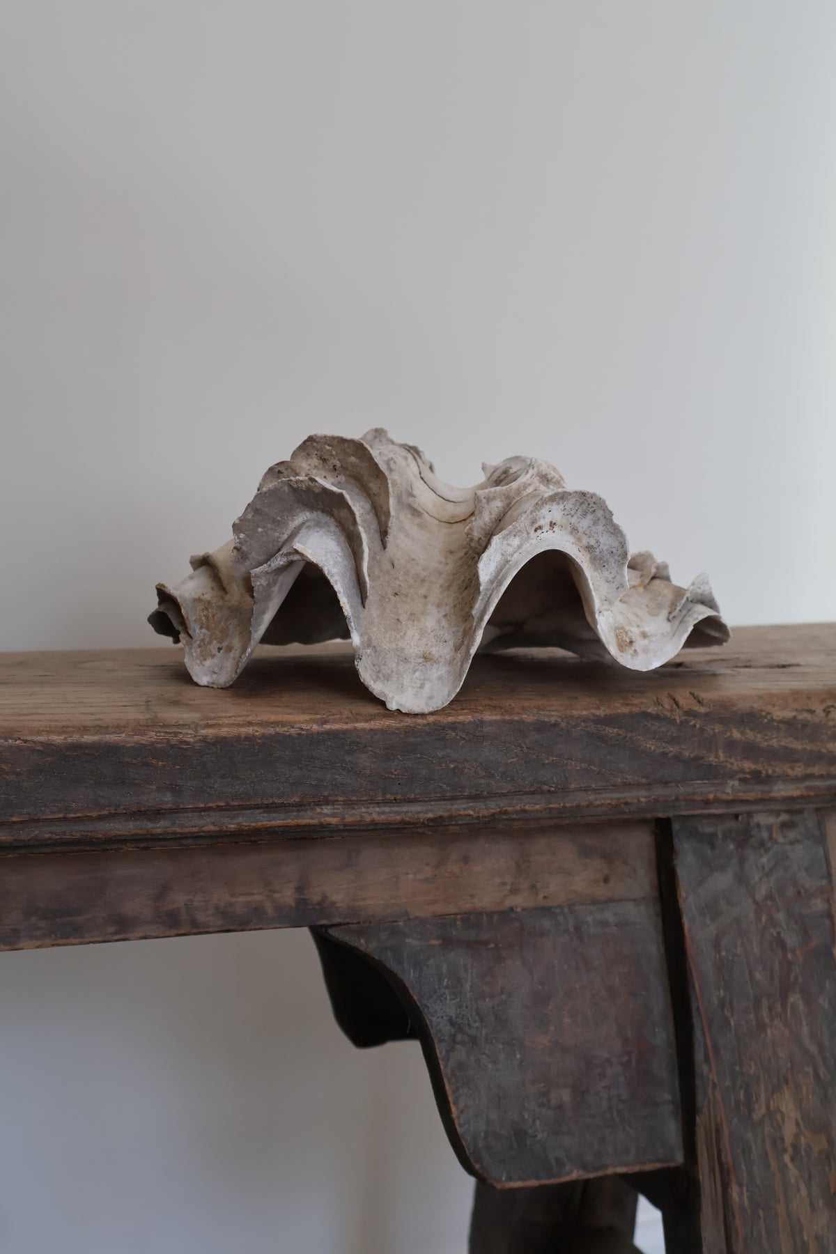 Natural Clam Shell