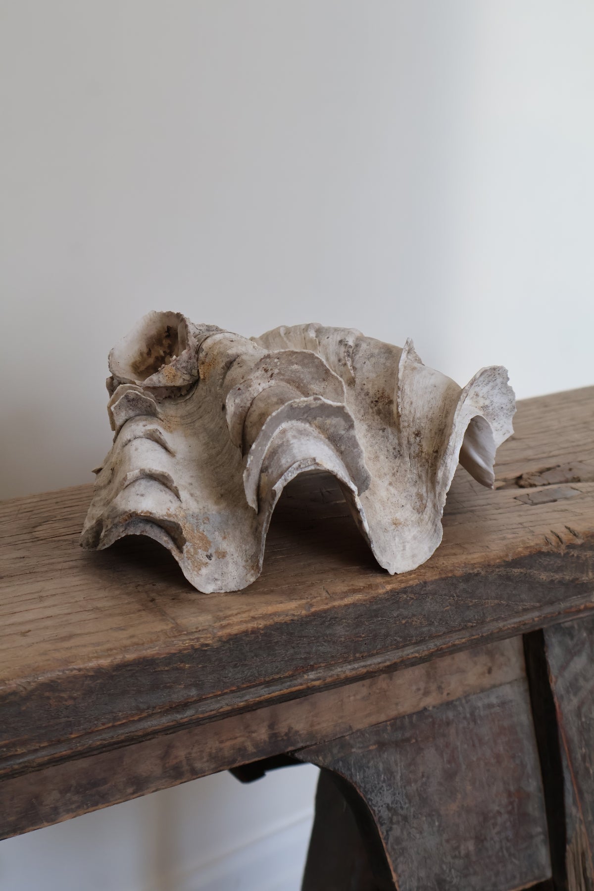 Natural Clam Shell