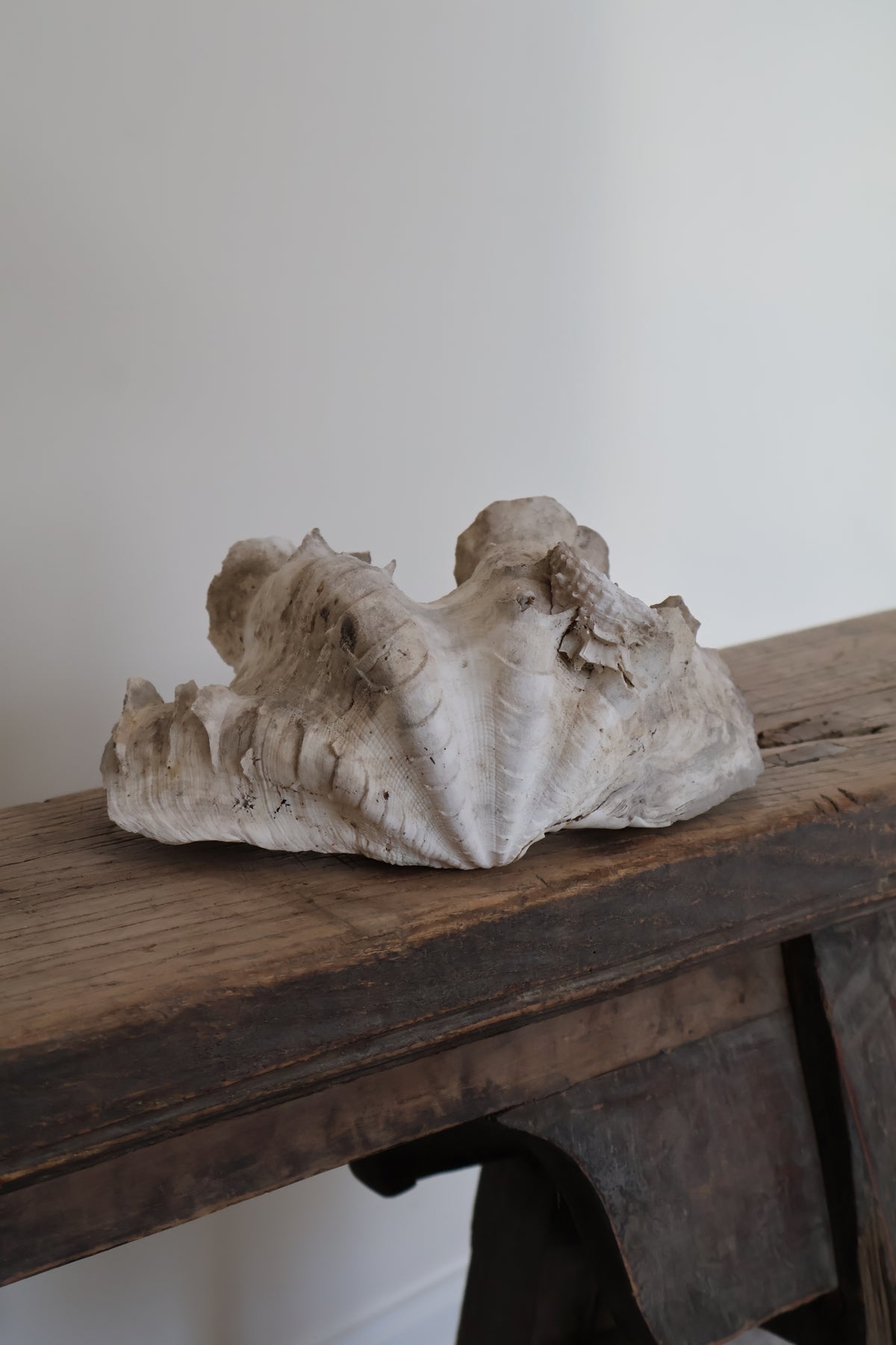 Natural Clam Shell
