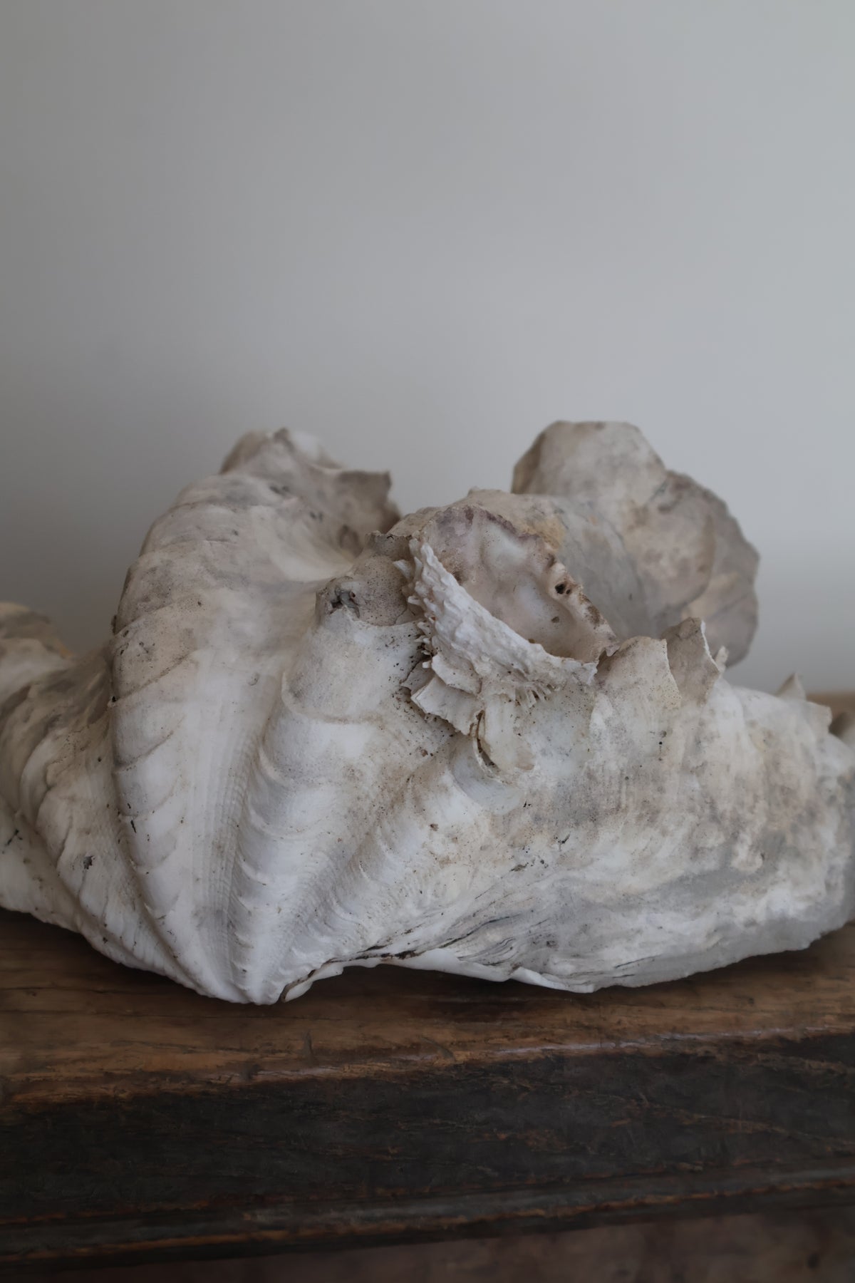 Natural Clam Shell