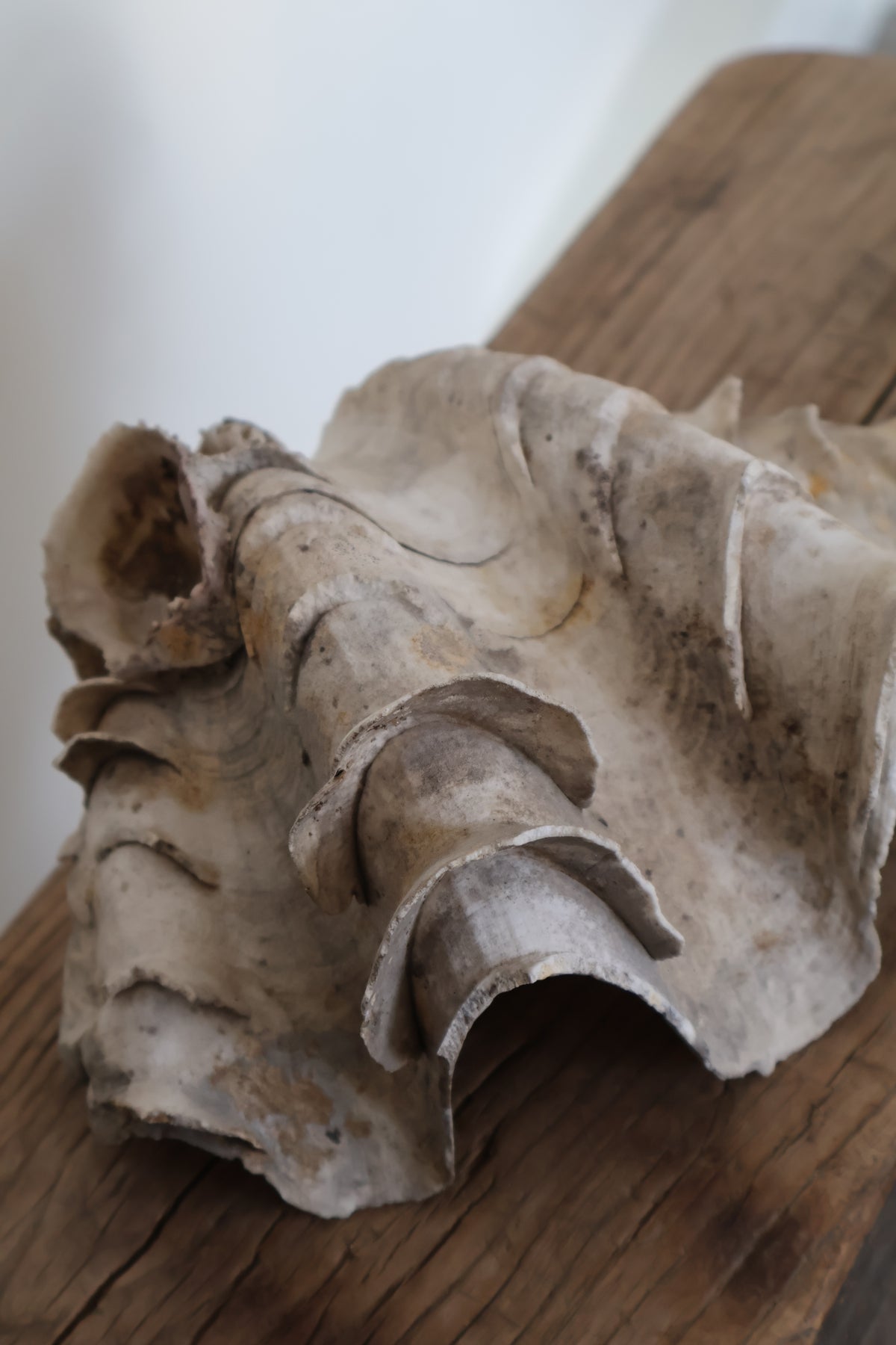 Natural Clam Shell