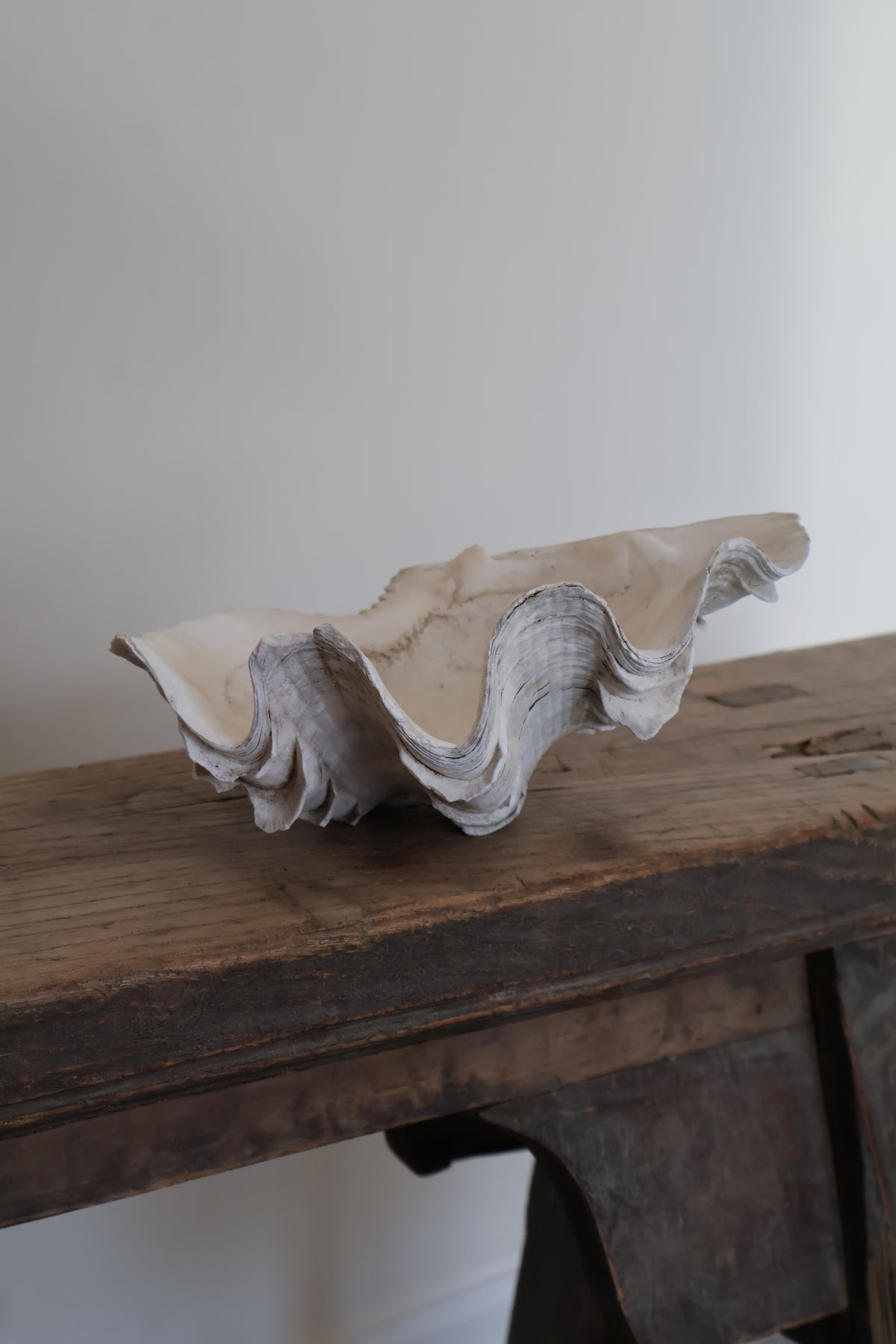 Natural Clam Shell