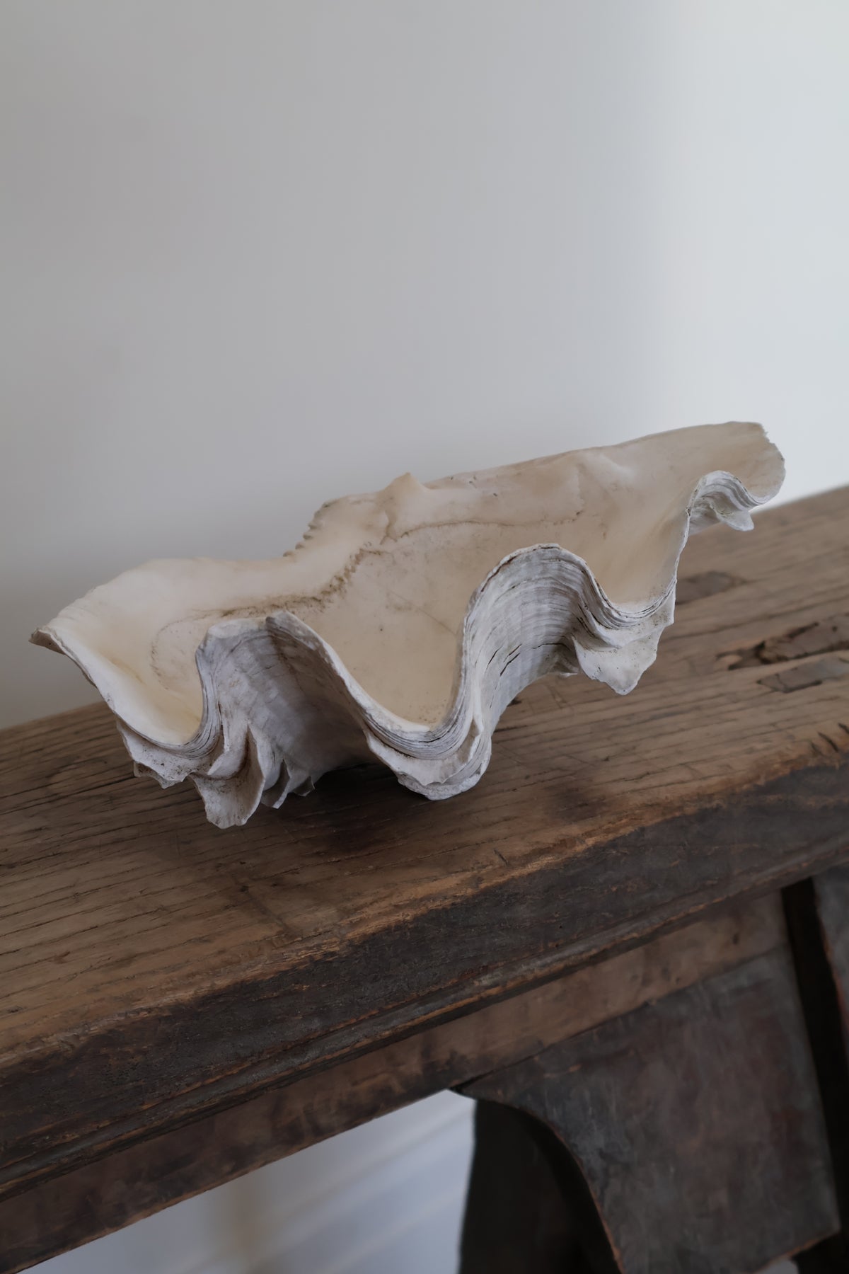 Natural Clam Shell