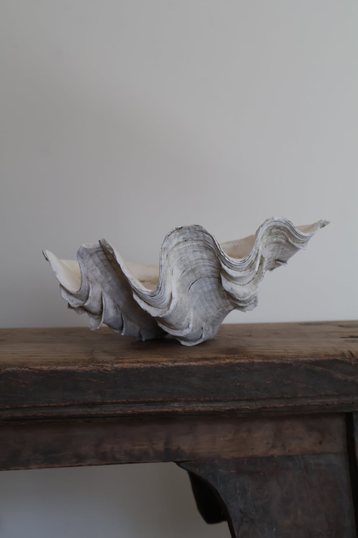 Natural Clam Shell