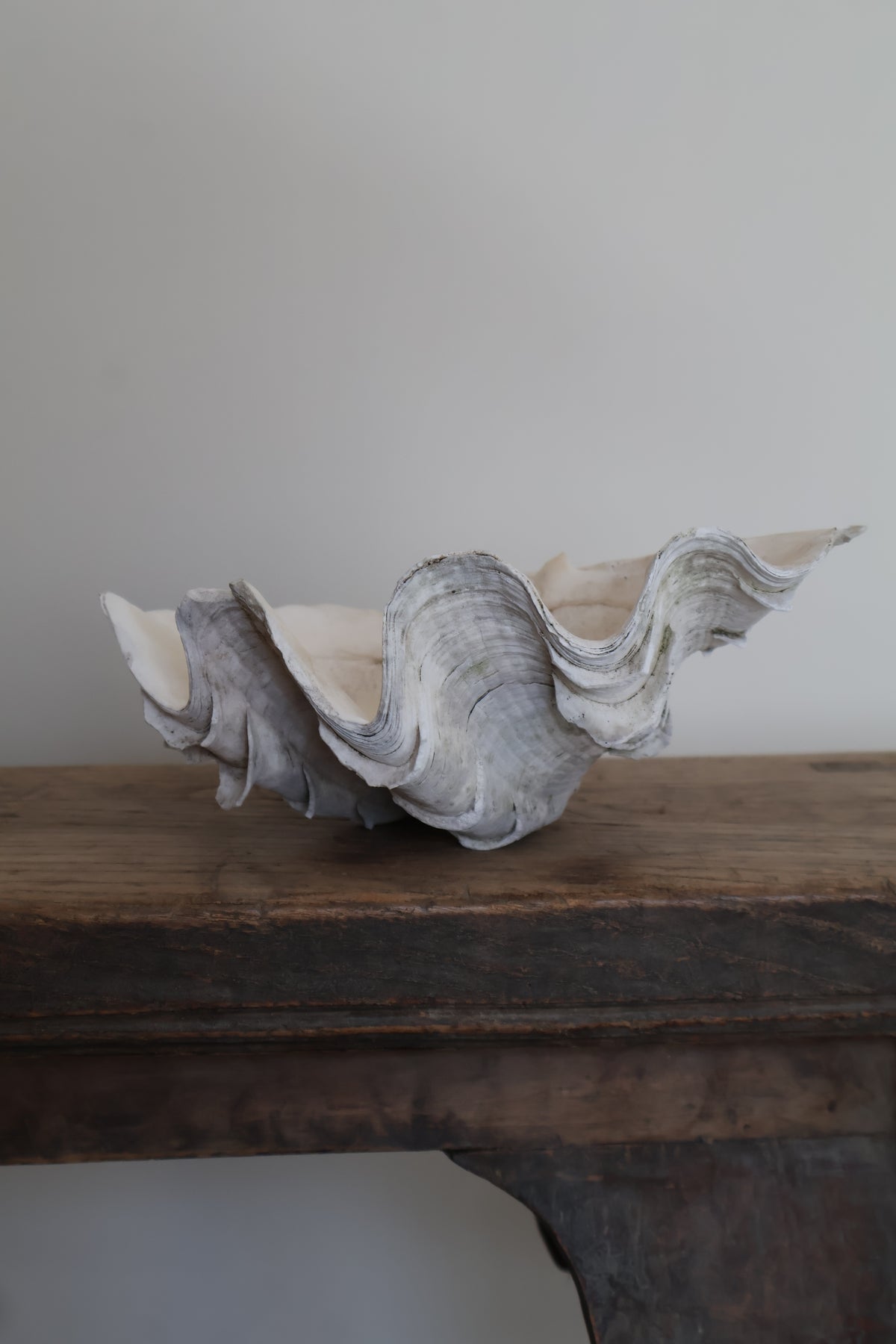 Natural Clam Shell