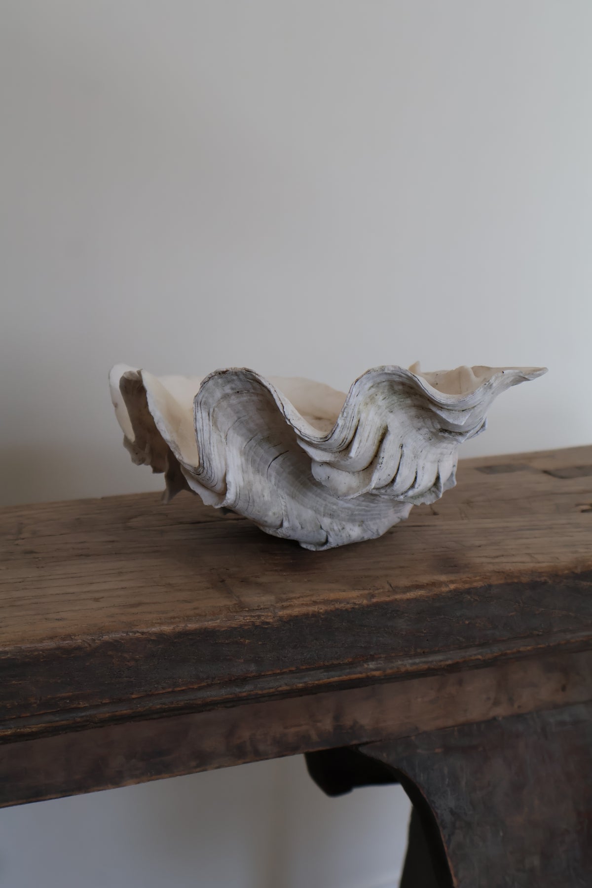 Natural Clam Shell