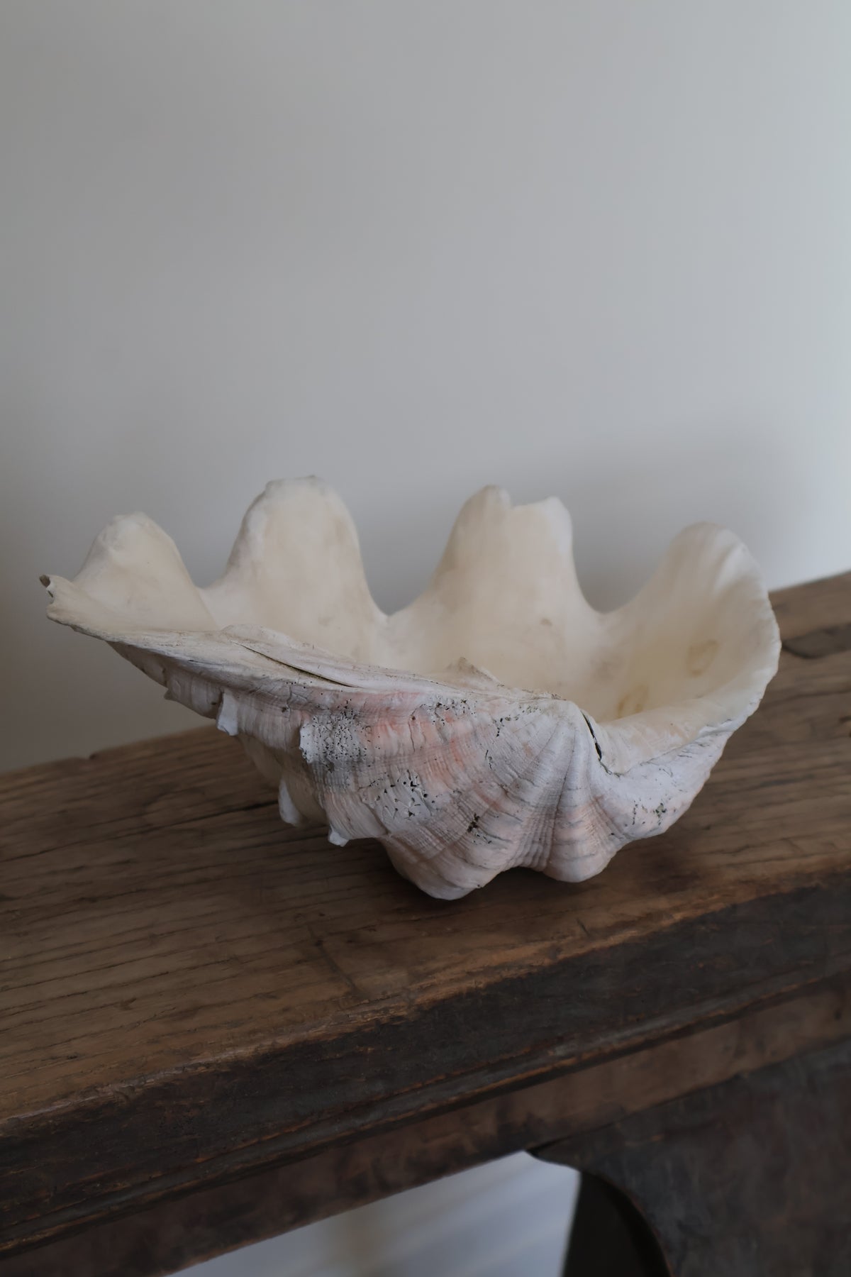 Natural Clam Shell