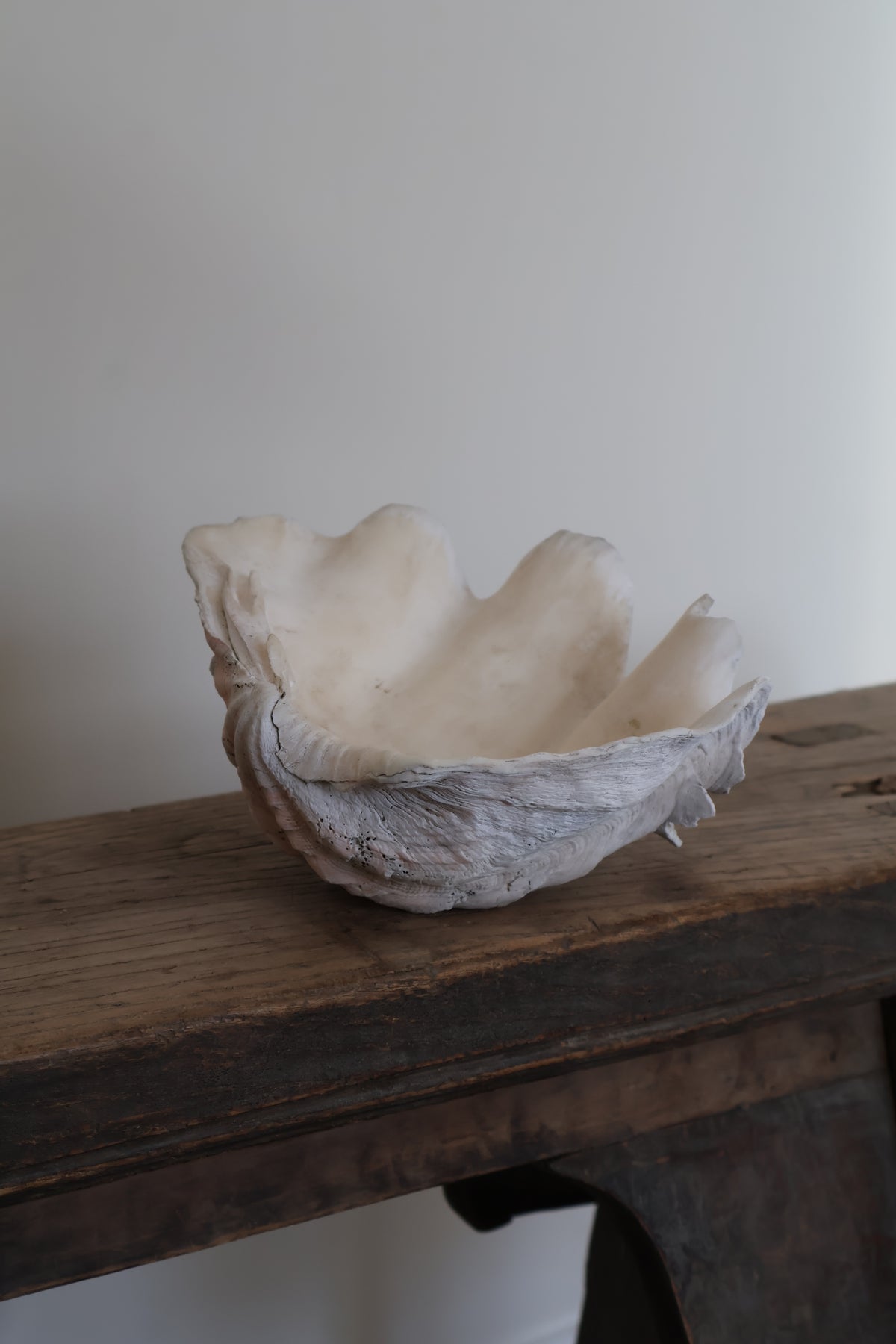 Natural Clam Shell