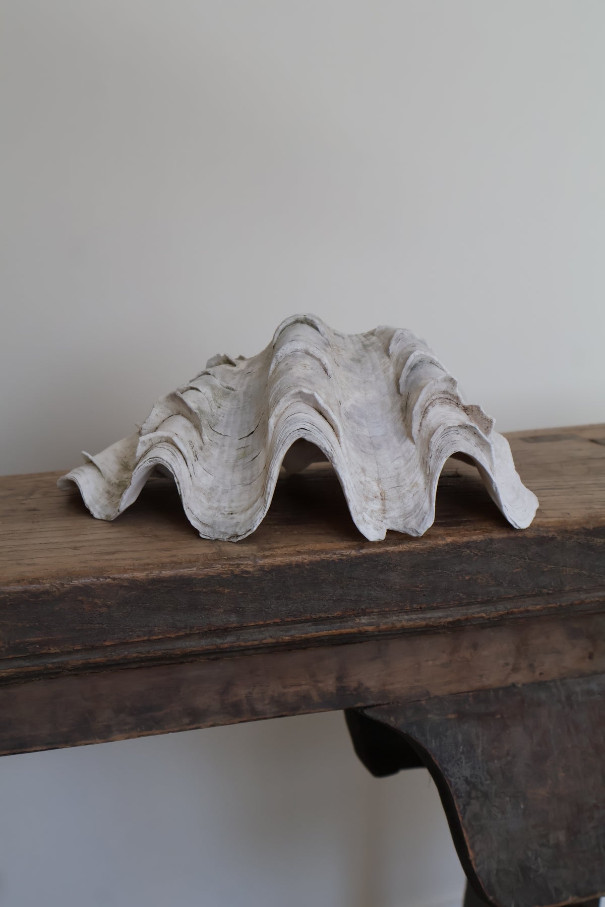 Natural Clam Shell