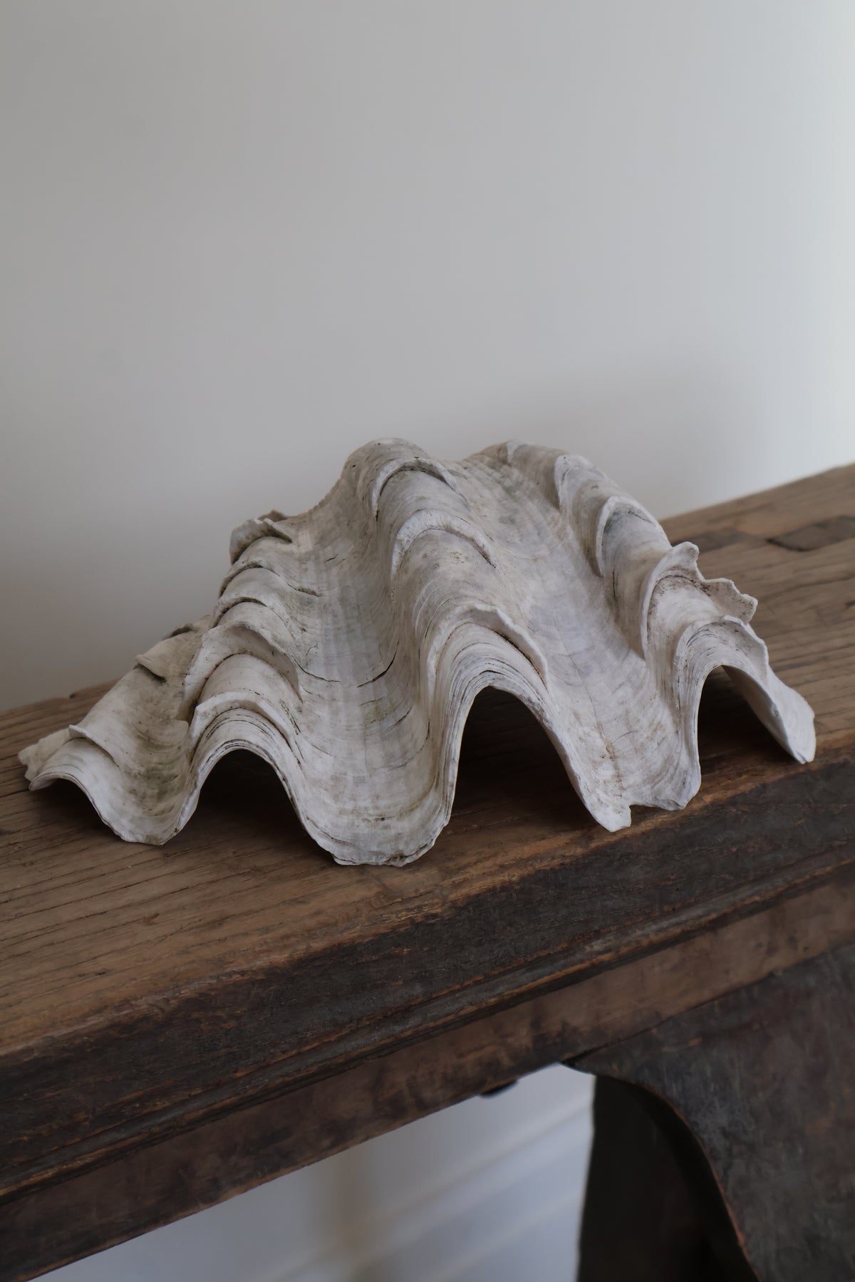 Natural Clam Shell