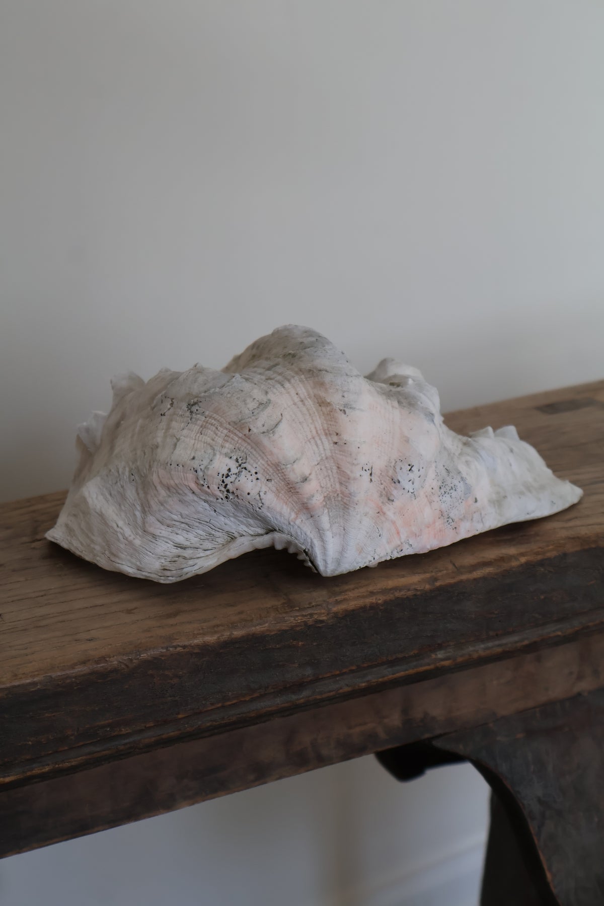Natural Clam Shell
